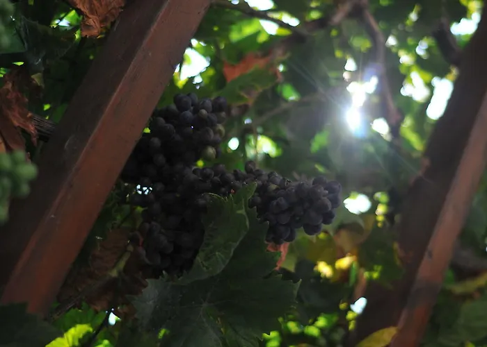 Nikoleta's دريوس