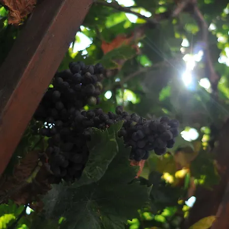 Nikoleta's دريوس